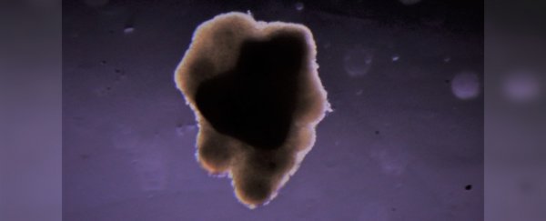 Meat has been grown in space for the first time, hundreds of miles above Earth