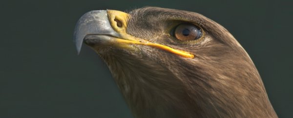 Migrating eagles bankrupted a Russian science study with excessive mobile charges