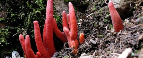 One of the most deadly fungus species in Asia just mysteriously emerged in Australia