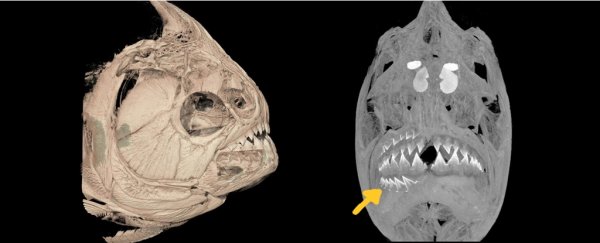 Piranhas have a new set of pointy sharp teeth waiting in 'crypts' ready to emerge