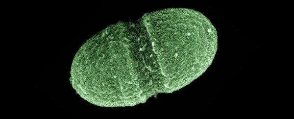 Scientists have found a culprit spreading antibiotic resistance to other microbes