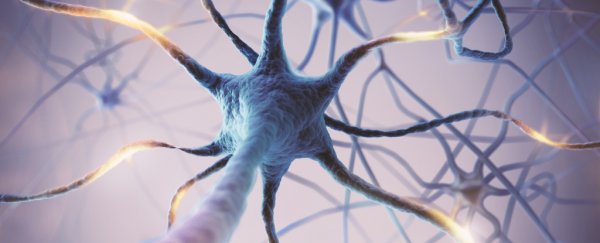 'Excessive' brain activity has been linked to a shorter life