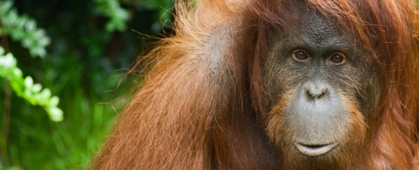 Orangutans can play the kazoo, and it's changing our knowledge of how speech evolved