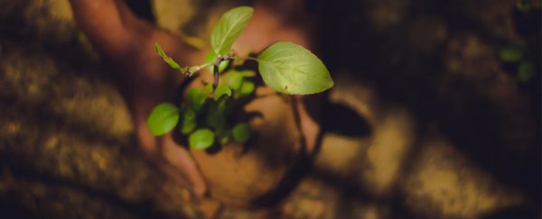 Here's why plants aren't just growing faster with all the CO2 in the atmosphere