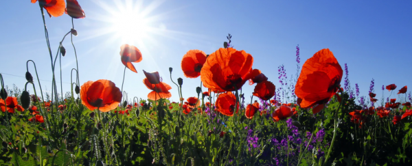 We just learned plants under attack evolve a universal 'scream' to warn others
