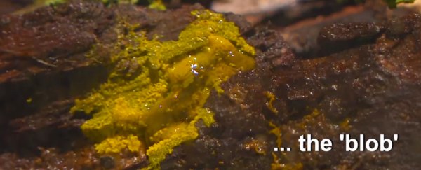 Here's the truth behind 'the blob' - Paris Zoo's latest display that's gone viral