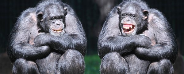 We just got more evidence that great apes possess 'theory of mind'