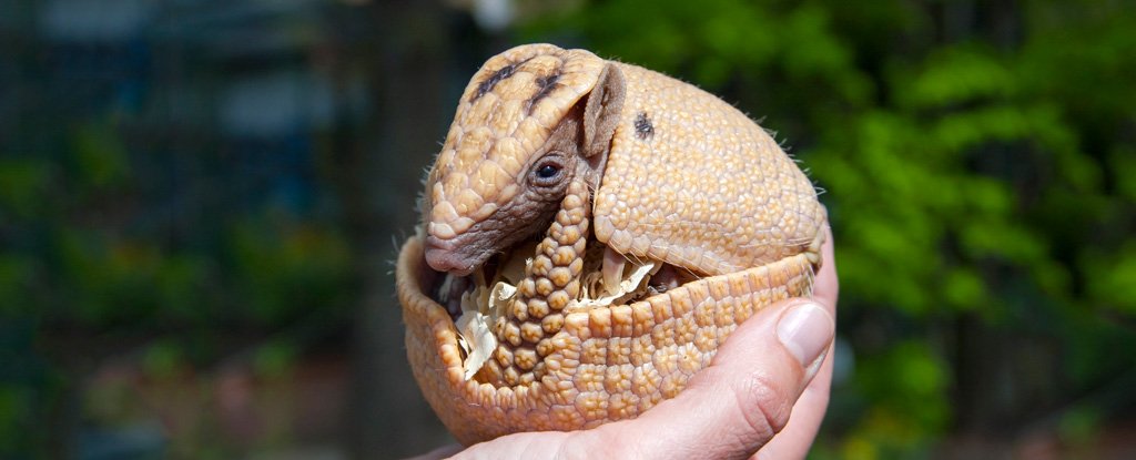 Some Animals Can Literally Pause Their Pregnancies. Here's Why : ScienceAlert Some Animals Can Literally Pause Their Pregnancies. Here's Why : ScienceAlert
