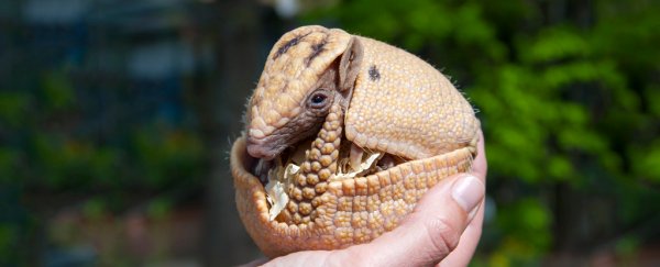 Some animals can literally pause their pregnancies. Here's why