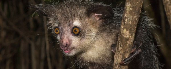 Aye-ayes have more digits than any other primate, and it's just too weird
