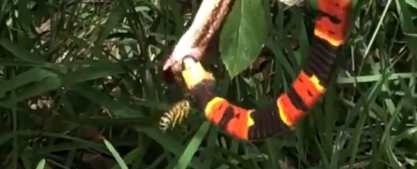 Wild video shows venomous snake eat another snake while a wasp attacks them both