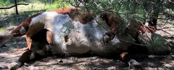 Dead Bulls Found Mysteriously Drained of Blood in Oregon, And It's Not The First Time