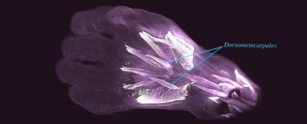 Ancient reptilian 'hand' muscles have been found in human embryos