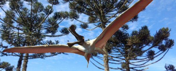 A fossil of a ginormous flying reptile has just been discovered in Australia