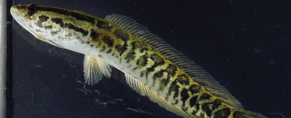 These fish can live on land and breathe air, but authorities are not impressed