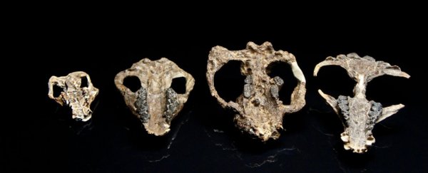'Stunning' fossil discovery reveals how mammals flourished after the dinosaurs died