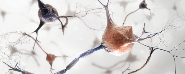 Gender-specific brain cells have just been discovered inside the brains of mice