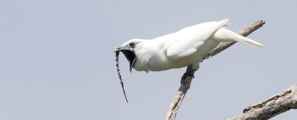 The loudest bird sound ever recorded is this shrill mating call of a bellbird