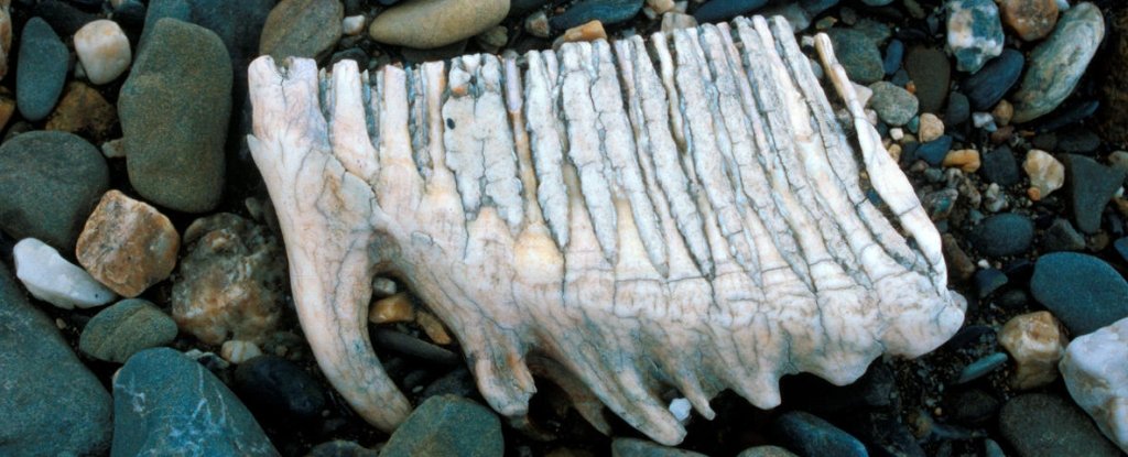 The Woolly Mammoth Made Its Last Stand Marooned On An Isolated Arctic Island