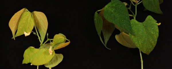 A New Antibiotic Has Been Discovered in The Soil of a Mexican Rainforest