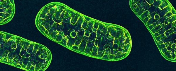 Study casts doubt on one of our key assumptions about the 'powerhouse of the cell'