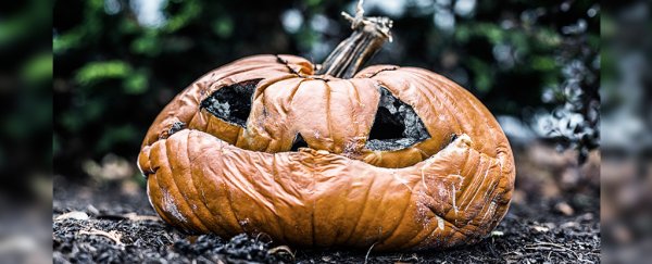 Turns out pumpkins are primarily grown to end up as landfill waste after Halloween