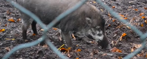Pigs have been observed using tools for the first time, and there's video evidence