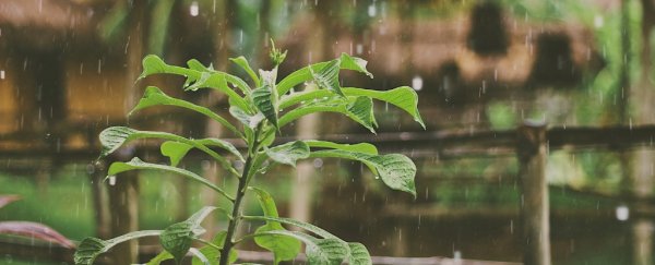 In an unexpected twist, plants enter a type of 'panic' state when it rains