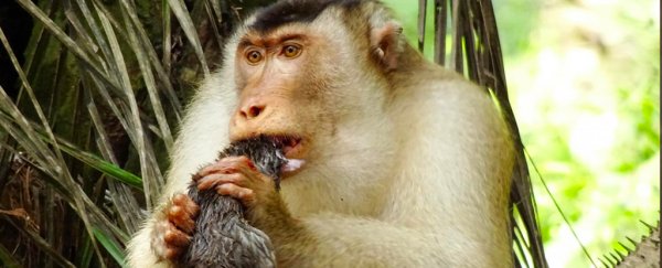 Monkeys have been caught devouring rats at a palm oil plantation in Malaysia