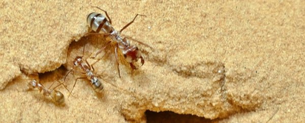 World's fastest ant has just been clocked at a breathtaking 855 millimetres per second
