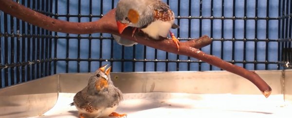 Image result for Implanted memories teach birds a song