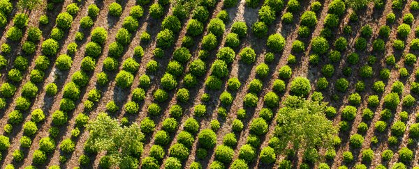 Here's what tree planting can actually do for the climate, according to science