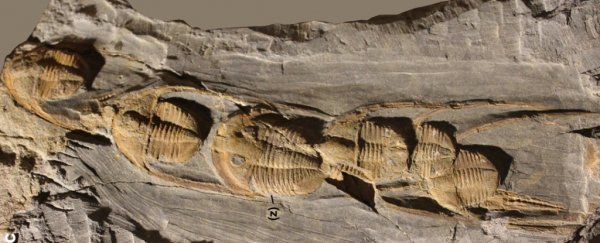 Half a billion years ago, trilobites died in strange, orderly lines. Now we may know why