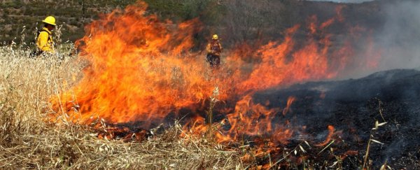 Engineer creates a sprayable gel that acts like a 'vaccine' for wildfires