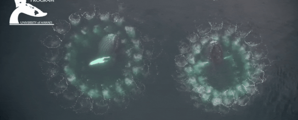Incredible, rare underwater footage shows whales using bubble 'nets' to hunt