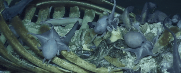 Biologists get morbidly excited over discovering a rare 'whale fall'