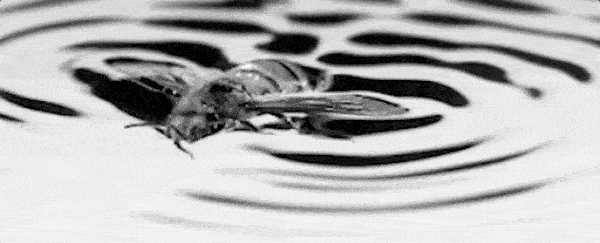Astonishing footage shows bees have learned to 'surf' to avoid drowning