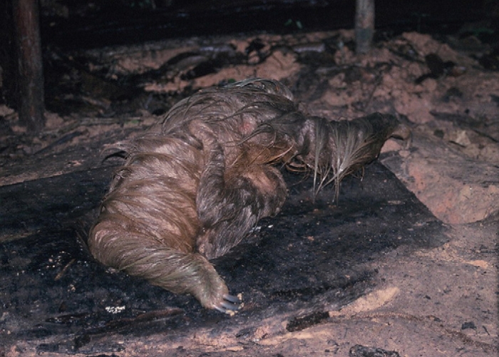 A Sloth Eats A Dude A Sloth Eats A Dude