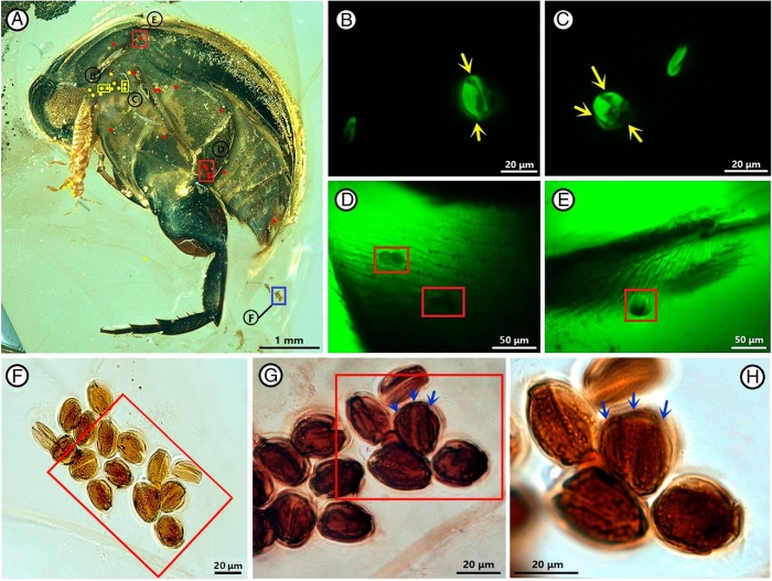 pollenbug pollens