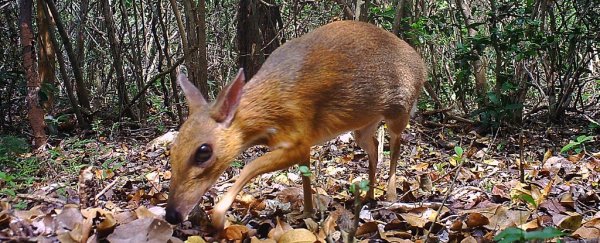 Incredibly rare 'mouse deer' spotted in Vietnam after vanishing for almost 30 years