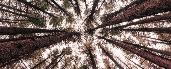 Are we really in a 6th mass extinction? Here's the science