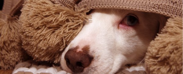 Heart-wrenching study shows why you really shouldn't yell at your dog