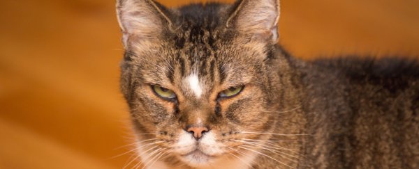 Is your cat in pain? Their face might hold subtle clues