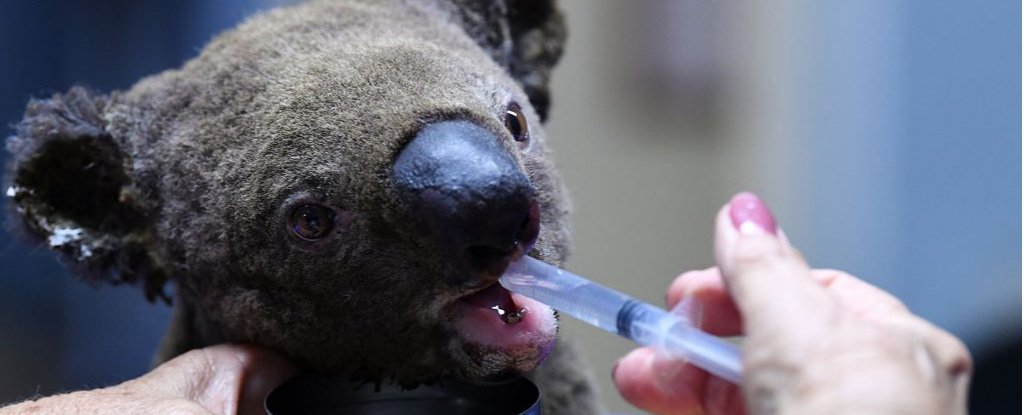 Dehydrated koala being treated at Port Macquarie Koala Hospital. 