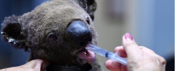 Entire koala colonies are being ravaged by Australia's devastating, ongoing bushfires