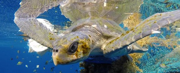 Mesmerising footage shows the greatest density of sea turtles ever recorded