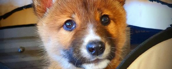 Adorable stray 'dog' took a DNA test and it turns out he's 100% rare, endangered dingo