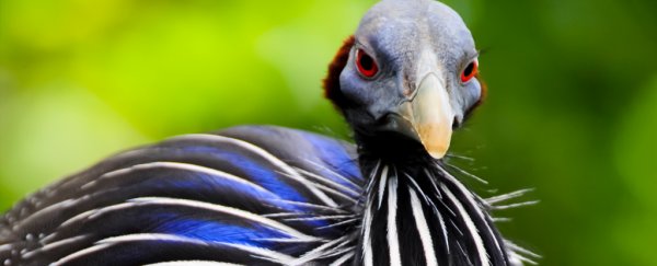 Discovery of birds with a complex society shows mammals aren't as unique as we thought