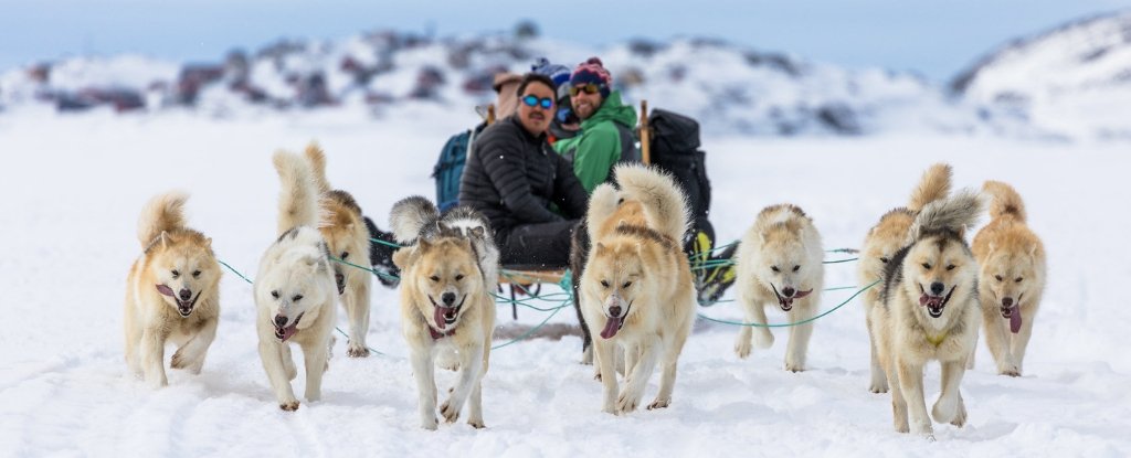 Inuit Sled Dogs