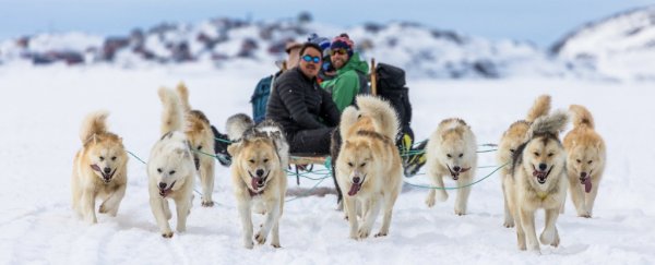 New study reveals the unique, beautiful heritage of Inuit sled dogs